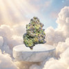 Ling Louis Kush - Indica - Golden Daze Bulk Private Reserve THCA Flower