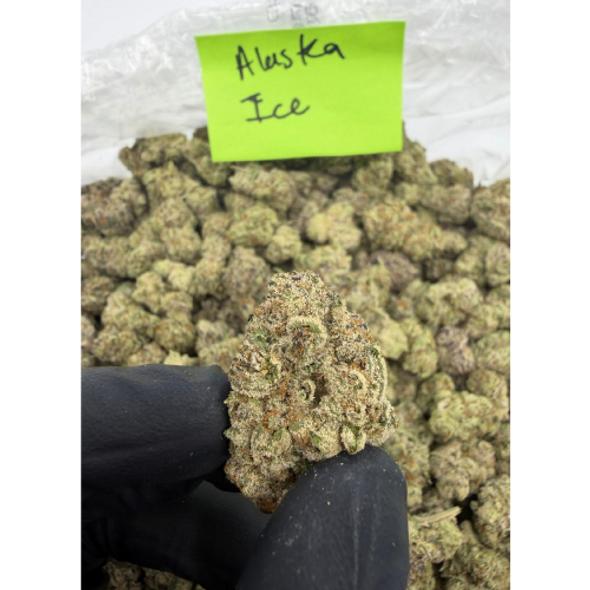 Bulk Indoor THCA Flower Alaska ICE