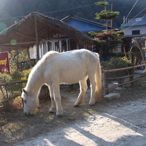 Pony on the Trail, Nepal