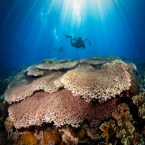 Apo Island - Philippines Travel