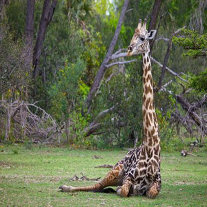 Safari Adventure: Discover Tanzania Wildlife In 11 Days Safari Adventure: Discover Tanzania Wildlife In 11 Days