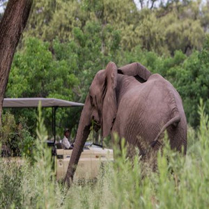 Wildlife Seeing, Botswana