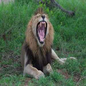 Lion - South Africa Travel