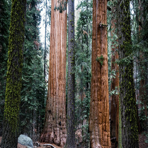 Sequoia | National Parks, Wineries and California Coast Adventures