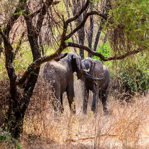 Tanzania Wildlife Breakaway Tanzania Wildlife Breakaway