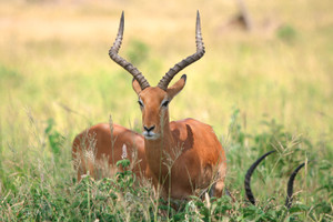 Tanzania Active Adventure Experience Safaris Tanzania Active Adventure Experience Safaris