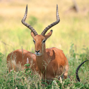 Impala ram standing in long grass on a Tanzania safari