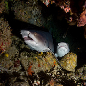 Sogod Bay Scuba Resort, 7 Days, Philippines Sogod Bay Scuba Resort, 7 Days, Philippines