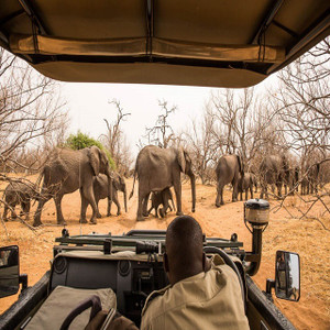 Game Drive in Chobe National Park