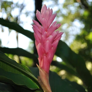 Boat tour through the jungle canals of Tortuguero National Park, Costa Rica