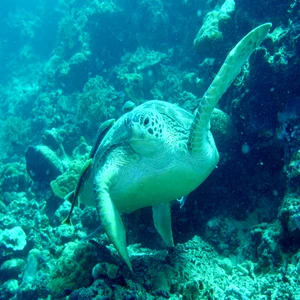 Green sea turtle swimming over a hard coral reef, Bohol, Philippines