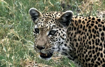 Botswana in September & October: Dinaka, Kanana & Life at Peak Dry Season