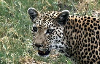 Botswana in September & October: Dinaka, Kanana & Life at Peak Dry Season