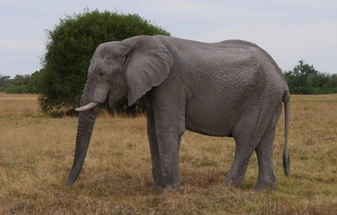 Victoria Falls, Chobe & the Okavango: How to Choose Your Safari Camps