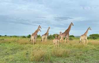 Exploring Mozambique and South Africa: A Journey of Beaches, Wildlife, and Adventure