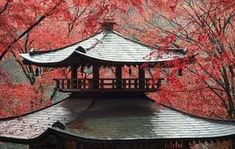 The Colours of Japan: What Koyo Season Is Really Like on Tour