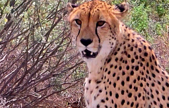 A Guide to African Safari: Accommodation, Vehicles, and Game Viewing