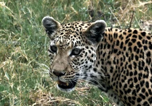 Botswana in September & October: Dinaka, Kanana & Life at Peak Dry Season
