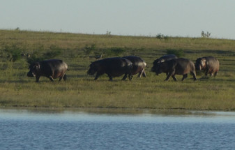 Great Migration Safaris: How Camps, Crossings & Game Drives Actually Work