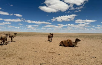 Naadam 2027: Mongolia's Great Festival from Australia & New Zealand
