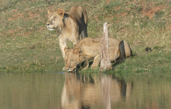 Your First African Safari: The Questions Our Travellers Always Ask