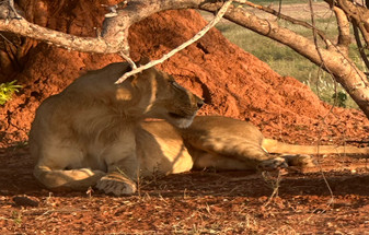 Untamed Zimbabwe: Small Group Safari Tours Through Wild Africa