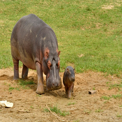 Primates of Uganda Adventure