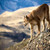 Puma - Chile Travel | Patagonia Puma Tracking, Chile