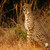 Wildlife - USA Travel