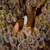 Bubble Anemone with Clown Fish, Philippines