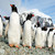 Polar Circle, Deep South Discovery Voyage, Antartica Polar Circle, Deep South Discovery Voyage, Antartica