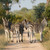 Zebras - South Africa Travel