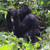 Gorilla Trekking Uganda