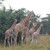 Giraffe - Uganda Travel