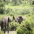 Elephants | Safari Adventure: 7 Nights Three African Countries & Kruger National Park Tour