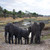 Elephants - Tanzania Travel