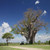Tree - Tanzania Travel