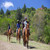 Horses - Tanzania Travel