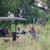 Dinaka, Kanana and Okuti, Botswana Dinaka, Kanana and Okuti, Botswana