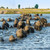 Chobe Riverfront Elephants, Botswana