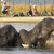 Classic Journeys In Botswana & Zimbabwe Ivory Route Classic Journeys In Botswana & Zimbabwe Ivory Route
