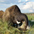 Botswana Chobe Np Bull Elephant