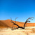 Namibia Sossusvlei Dead Tree