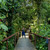 Rainforest boardwalk trail - La Selva Eco-Lodge, Ecuador Amazon