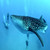 Whale - Philippines Travel
