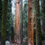 National Parks, Wineries and California Coast Adventures National Parks, Wineries and California Coast Adventures