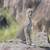 Cheetah - Tanzania Travel