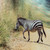 Tanzania Safari Trip - 6 Nights Tanzania Safari Trip - 6 Nights