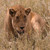 Lion - Tanzania Travel