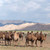 Sand Dunes Camels | The Gobi Desert & Karakorum Explorer Tour